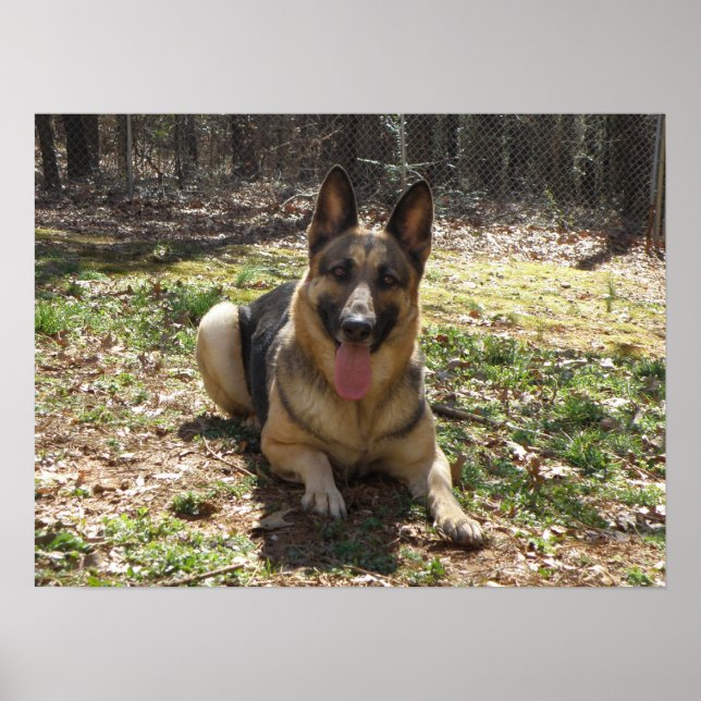 German Shepherd Poster (Front)