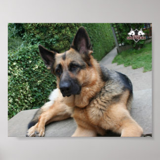 German Shepherd Poster