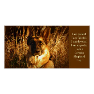 German Shepherd Poster