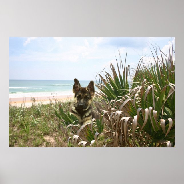 German Shepherd Poster Beachgrass (Front)