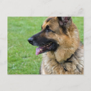 German Shepherd Profile Postcard