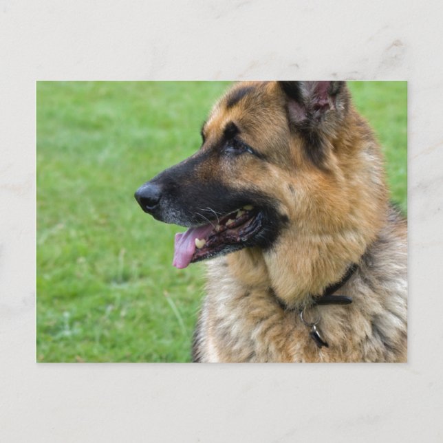 German Shepherd Profile Postcard (Front)