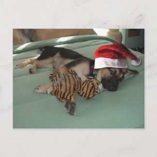 German Shepherd Pup with Santa Hat Holiday Postcard