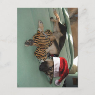 German Shepherd Pup with Santa Hat Holiday Postcard