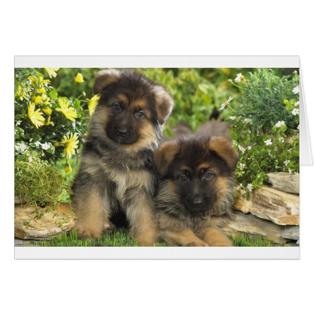 German Shepherd Puppies (Front Horizontal)