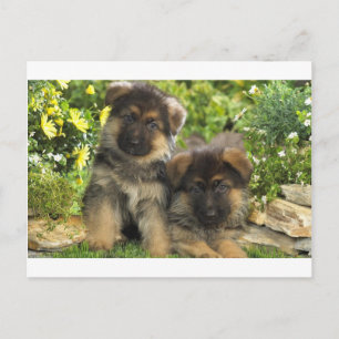 German Shepherd Puppies Postcard