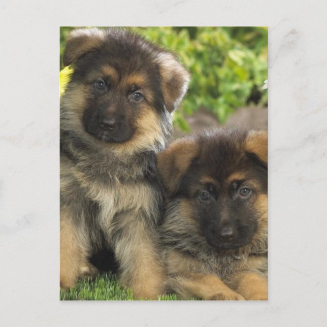 German Shepherd Puppies Postcard (Front)