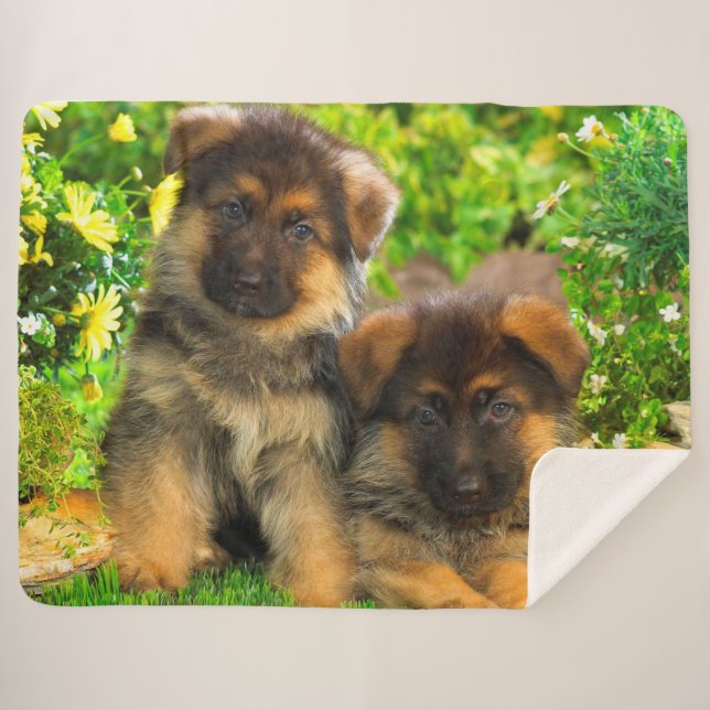 German Shepherd Puppies Sherpa Blanket (Front (Horizontal))