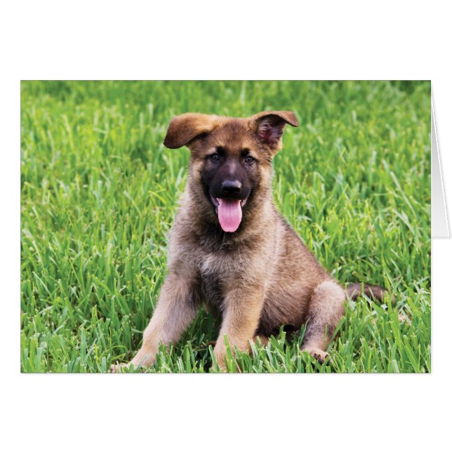 German Shepherd Puppy (Front Horizontal)