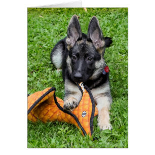 German Shepherd Puppy