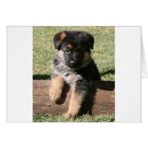 German Shepherd Puppy "Big Max"