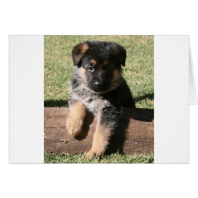German Shepherd Puppy "Big Max" (Front Horizontal)