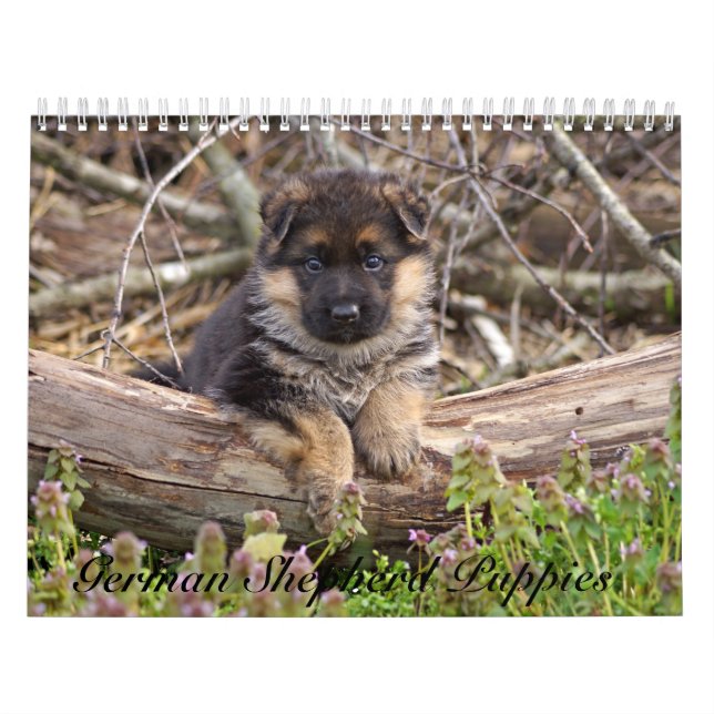 German Shepherd Puppy Calendar 2016 (Cover)