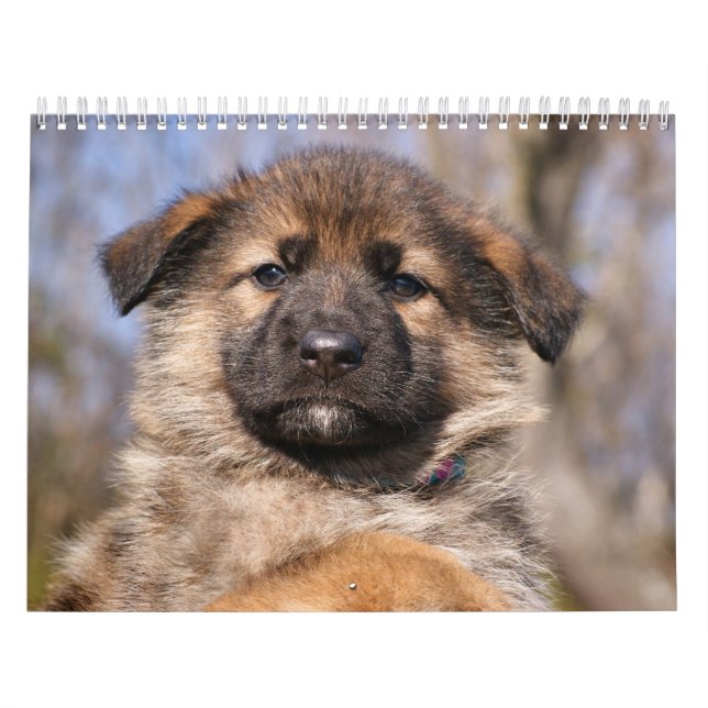 German Shepherd Puppy Calendar 2016 (Cover)