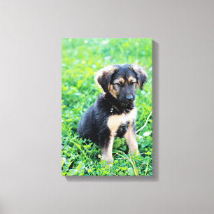 German Shepherd Puppy Canvas Print