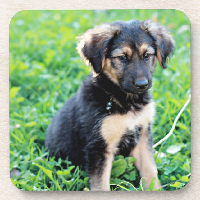 German Shepherd Puppy Coaster (Front)