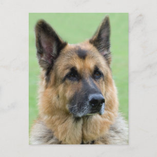 German Shepherd Puppy Dog Blank Post Card