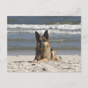 German Shepherd Puppy Dog Blank Post Card
