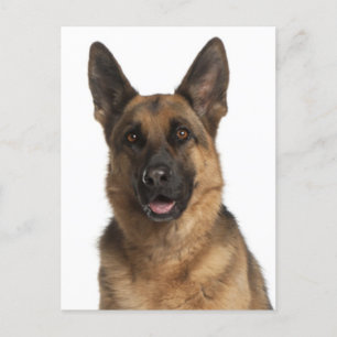 German Shepherd Puppy Dog Blank Post Card