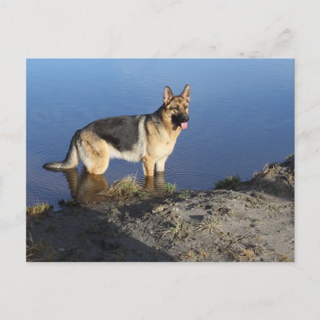 German Shepherd Puppy Dog Blank Post Card (Front)