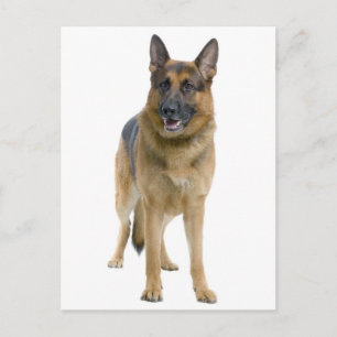 German Shepherd Puppy Dog Blank Post Card