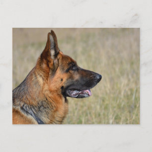 German Shepherd Puppy Dog  Blank Post Card