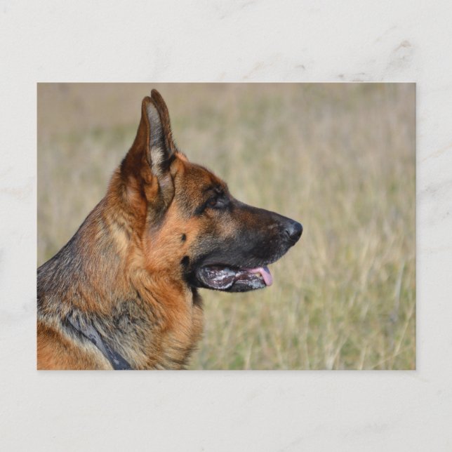 German Shepherd Puppy Dog  Blank Post Card (Front)
