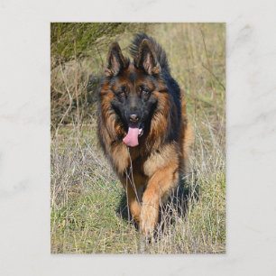 German Shepherd Puppy Dog Blank Post Card