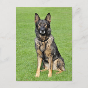 German Shepherd Puppy Dog Blank Post Card
