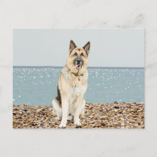 German Shepherd Puppy Dog  Blank Post Card