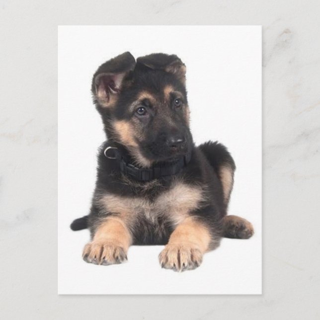 German Shepherd Puppy Dog Blank Post Card (Front)