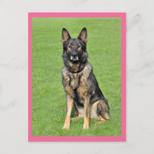 German Shepherd Puppy Dog Blank Post Card