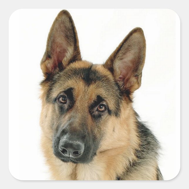 German Shepherd Puppy Dog Stickers / Labels (Front)