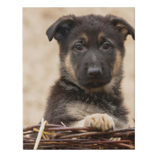 German Shepherd Puppy In Basket Faux Canvas Print
