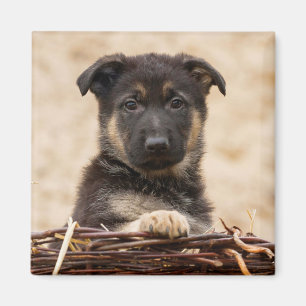 German Shepherd Puppy In Basket Magnet