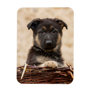 German Shepherd Puppy In Basket Magnet