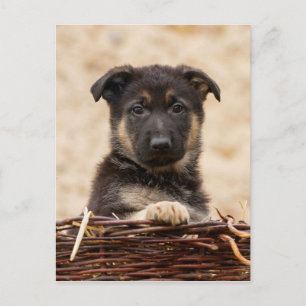 German Shepherd Puppy In Basket Postcard