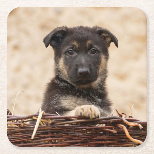 German Shepherd Puppy In Basket Square Paper Coaster (Front)
