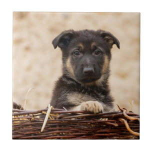German Shepherd Puppy In Basket Tile