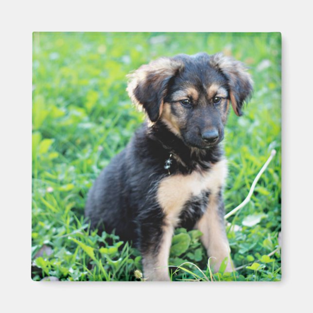 German Shepherd Puppy Magnet (Front)