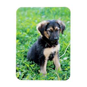 German Shepherd Puppy Magnet