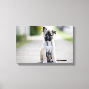 German Shepherd Puppy on Footpath Canvas Print