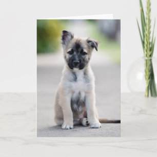 German Shepherd Puppy on Footpath Card