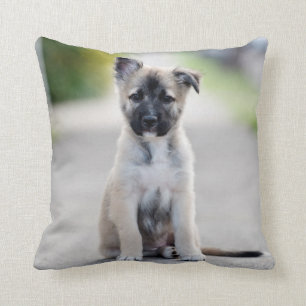 German Shepherd Puppy on Footpath Cushion