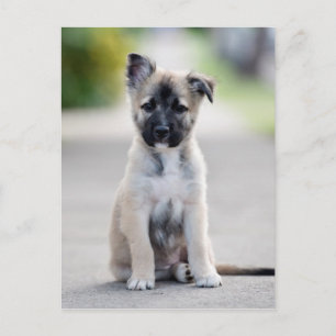 German Shepherd Puppy on Footpath Postcard
