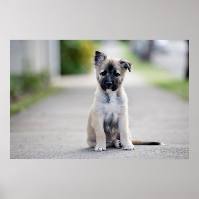 German Shepherd Puppy on Footpath Poster (Front)