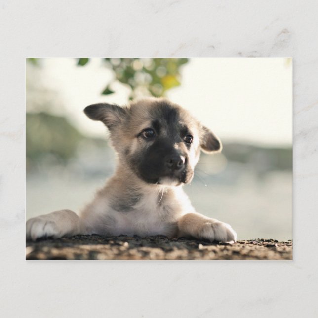German Shepherd Puppy Over Ledge Postcard (Front)