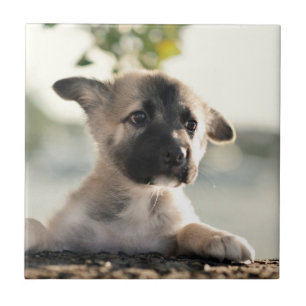German Shepherd Puppy Over Ledge Tile