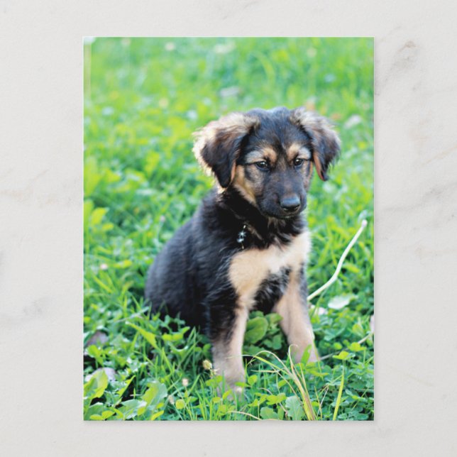 German Shepherd Puppy Postcard (Front)