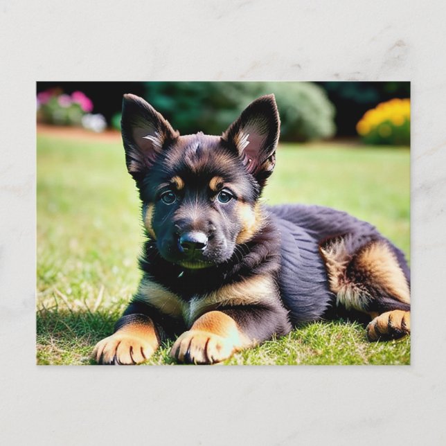 German Shepherd Puppy Postcard (Front)